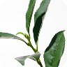 L-Theanine
